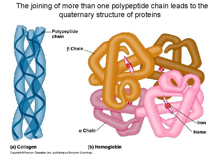 The joining of more than one polypeptide chain leads to the quaternary structure of
