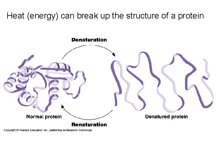 Heat (energy) can break up the structure of a protein 