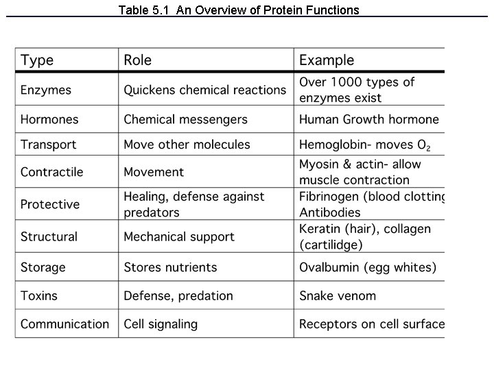 Table 5. 1 An Overview of Protein Functions 