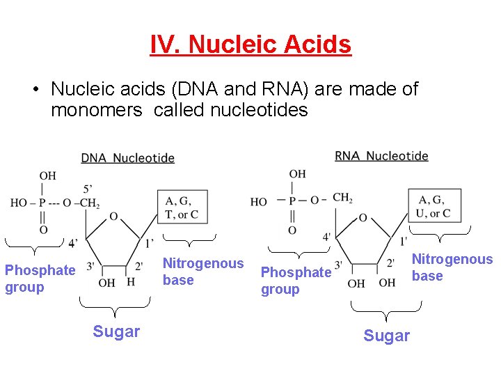 IV. Nucleic Acids • Nucleic acids (DNA and RNA) are made of monomers called