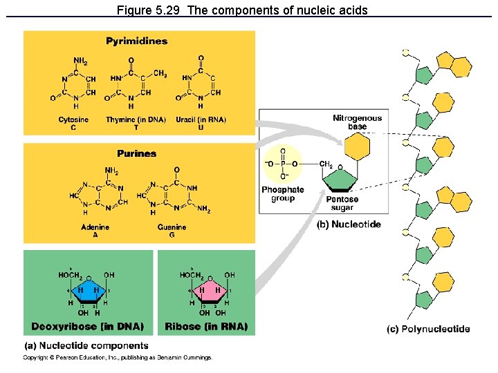 Figure 5. 29 The components of nucleic acids 