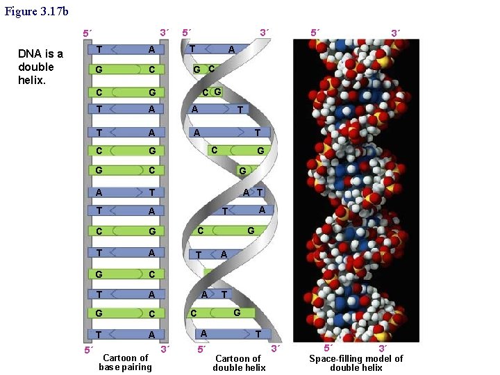 Figure 3. 17 b 3´ 5´ DNA is a double helix. 5´ 5´ 3´