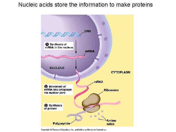 Nucleic acids store the information to make proteins 