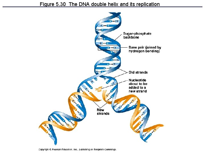 Figure 5. 30 The DNA double helix and its replication 