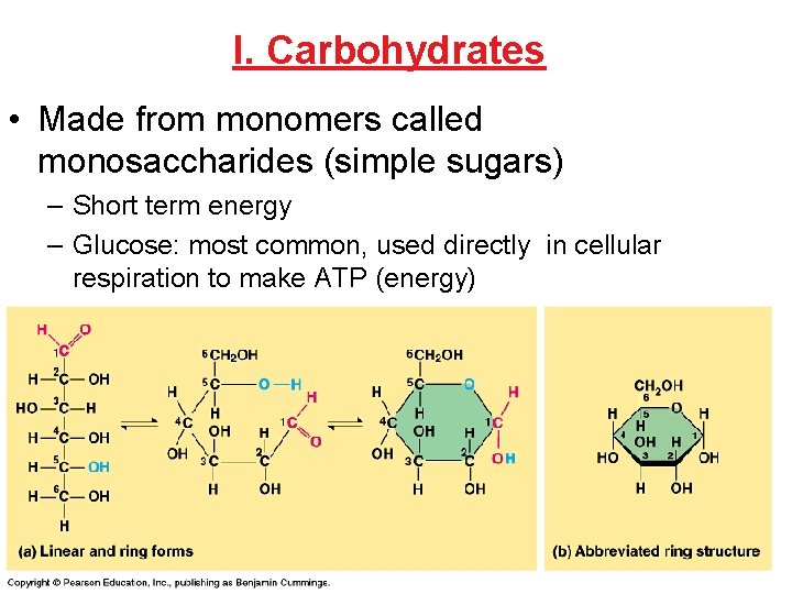 I. Carbohydrates • Made from monomers called monosaccharides (simple sugars) – Short term energy