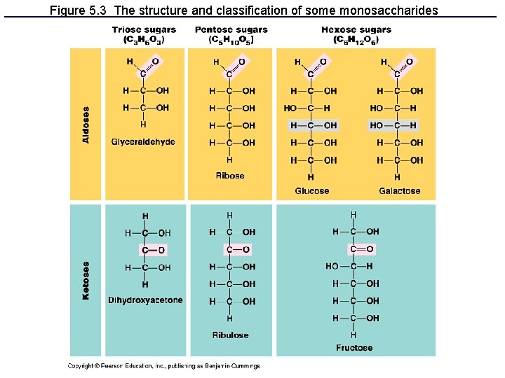 Figure 5. 3 The structure and classification of some monosaccharides 