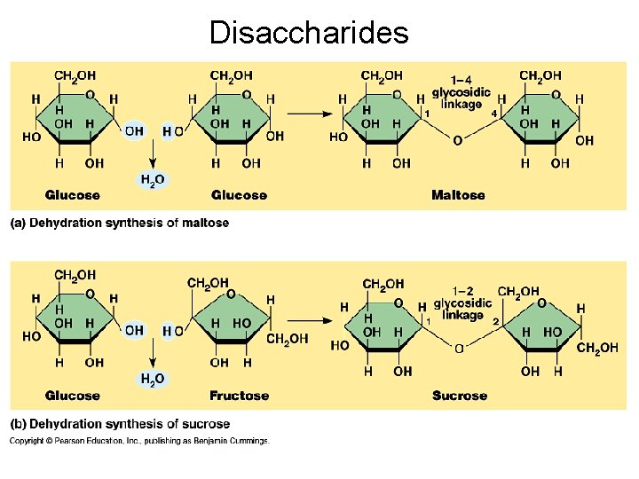 Disaccharides 