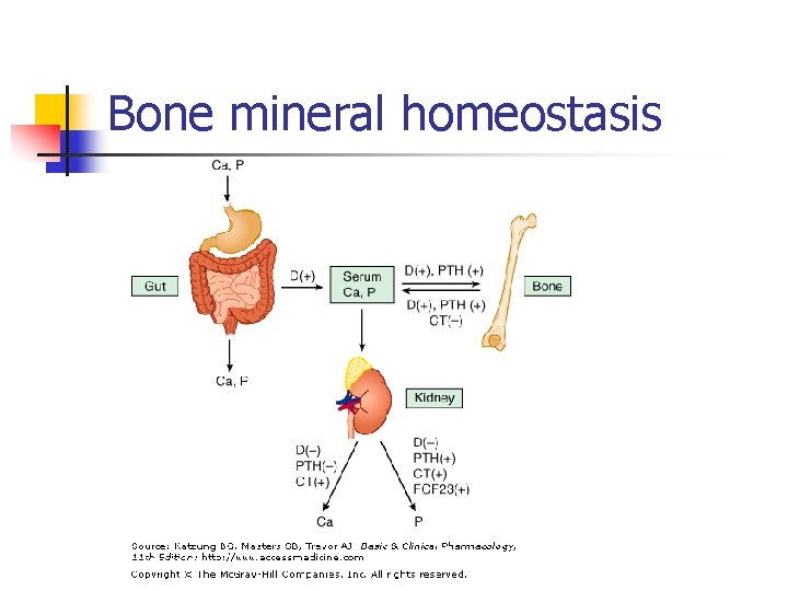 Bone mineral homeostasis 