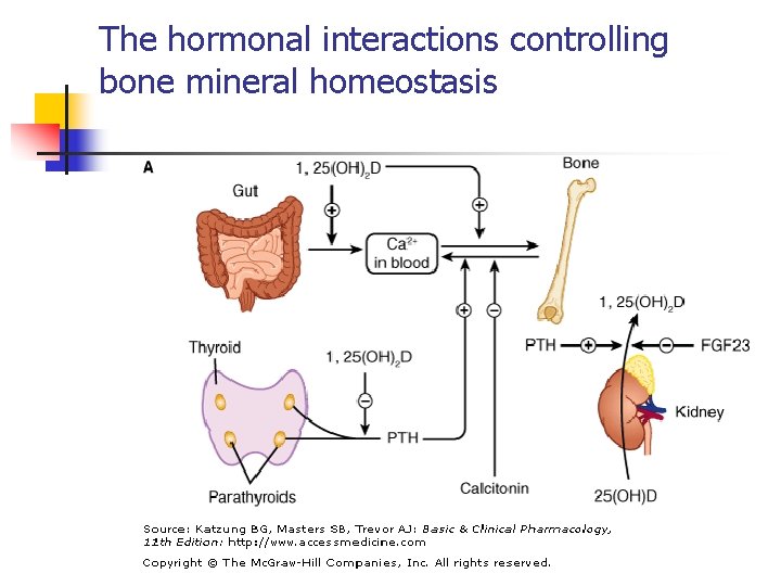 The hormonal interactions controlling bone mineral homeostasis 