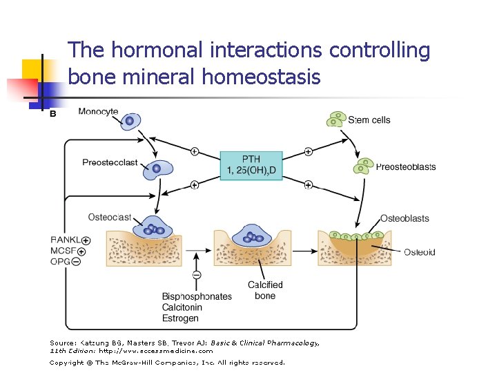 The hormonal interactions controlling bone mineral homeostasis 