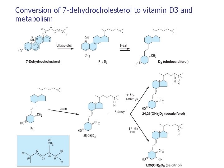 Conversion of 7 -dehydrocholesterol to vitamin D 3 and metabolism 