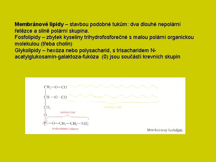 Membránové lipidy – stavbou podobné tukům: dva dlouhé nepolární řetězce a silně polární skupina.