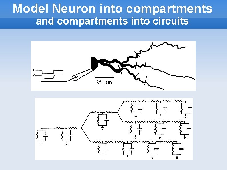 Model Neuron into compartments and compartments into circuits 