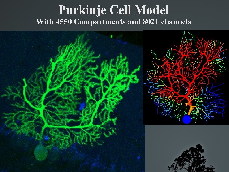 Purkinje Cell Model With 4550 Compartments and 8021 channels 