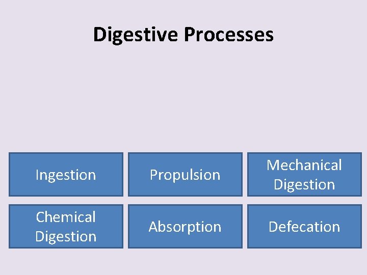 Digestive Processes Ingestion Propulsion Mechanical Digestion Chemical Digestion Absorption Defecation 