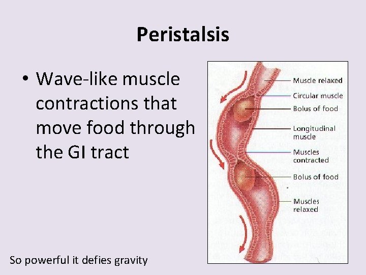 Peristalsis • Wave-like muscle contractions that move food through the GI tract So powerful