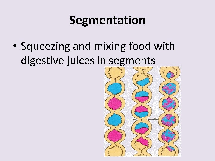 Segmentation • Squeezing and mixing food with digestive juices in segments 