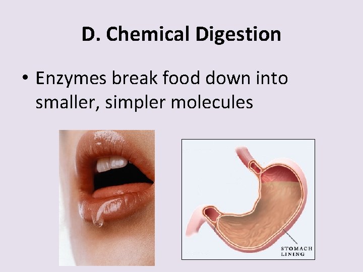 D. Chemical Digestion • Enzymes break food down into smaller, simpler molecules 