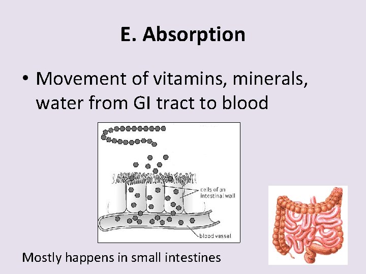 E. Absorption • Movement of vitamins, minerals, water from GI tract to blood Mostly