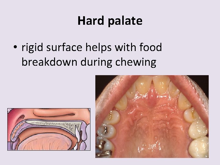 Hard palate • rigid surface helps with food breakdown during chewing 