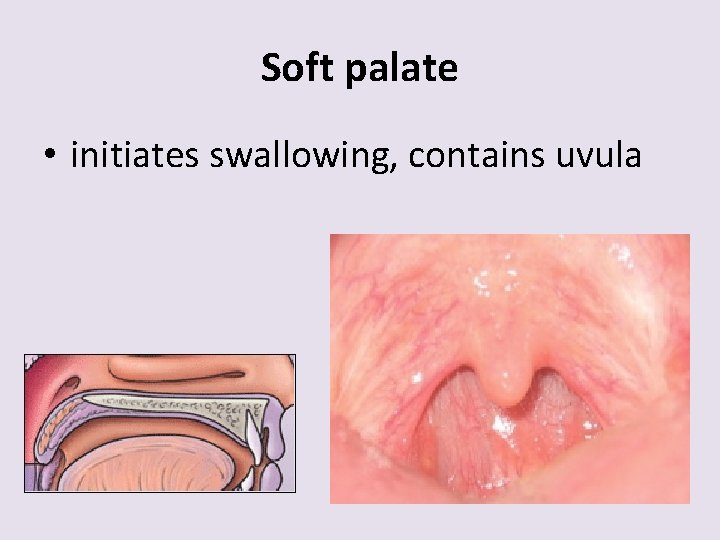 Soft palate • initiates swallowing, contains uvula 
