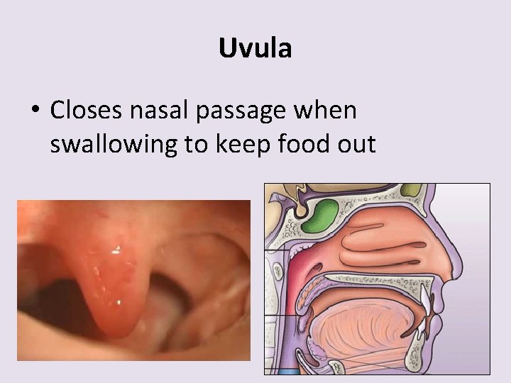 Uvula • Closes nasal passage when swallowing to keep food out 