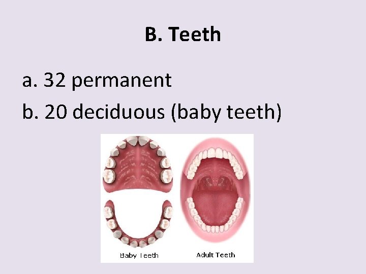 B. Teeth a. 32 permanent b. 20 deciduous (baby teeth) 