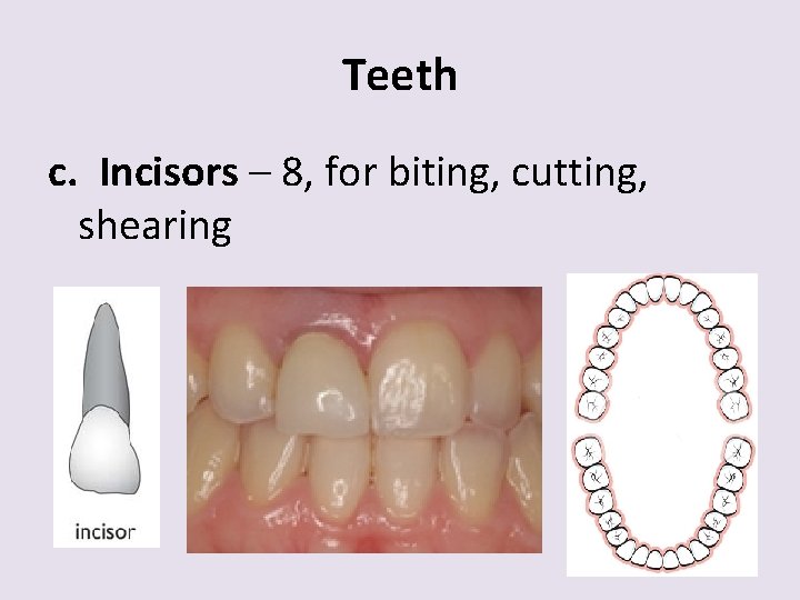 Teeth c. Incisors – 8, for biting, cutting, shearing 