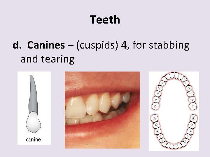 Teeth d. Canines – (cuspids) 4, for stabbing and tearing 