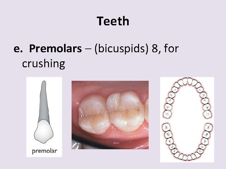 Teeth e. Premolars – (bicuspids) 8, for crushing 