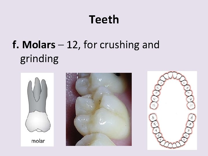 Teeth f. Molars – 12, for crushing and grinding 