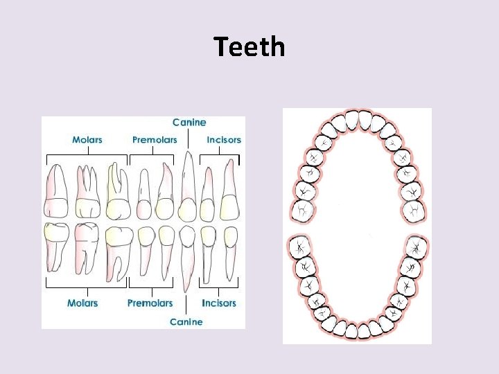 Teeth 