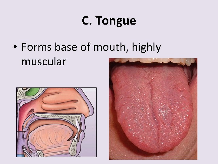 C. Tongue • Forms base of mouth, highly muscular 