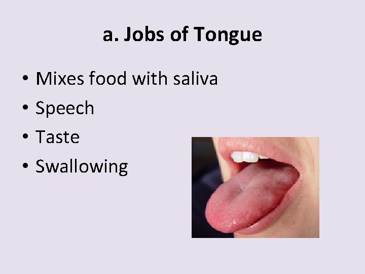 a. Jobs of Tongue • • Mixes food with saliva Speech Taste Swallowing 