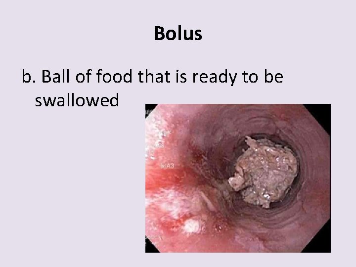 Bolus b. Ball of food that is ready to be swallowed 