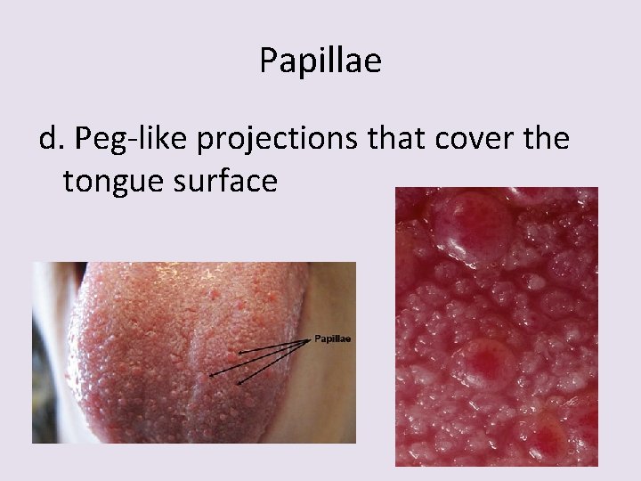 Papillae d. Peg-like projections that cover the tongue surface 