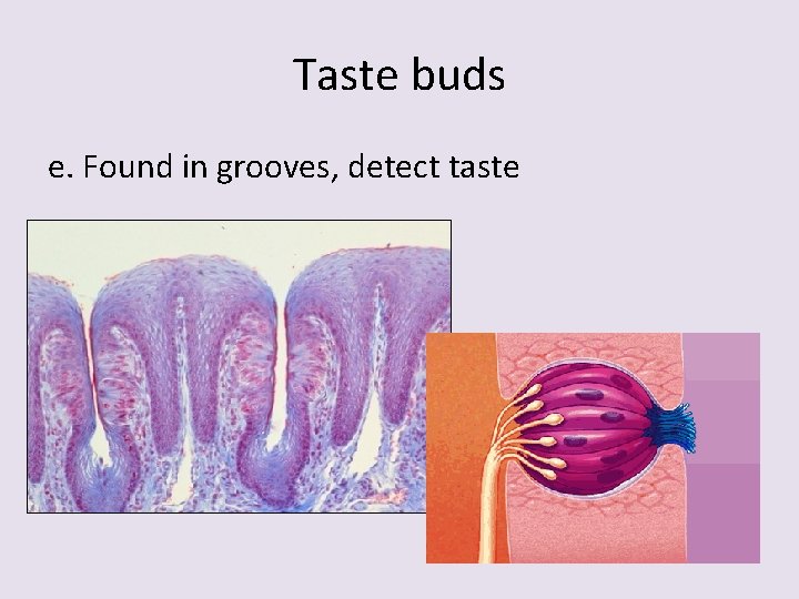 Taste buds e. Found in grooves, detect taste 
