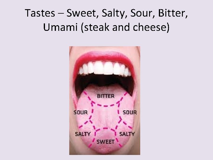 Tastes – Sweet, Salty, Sour, Bitter, Umami (steak and cheese) 