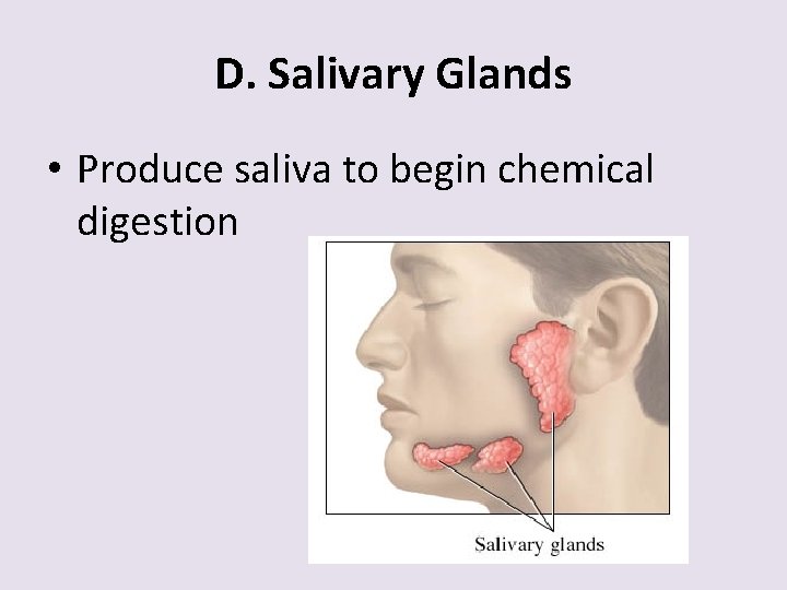 D. Salivary Glands • Produce saliva to begin chemical digestion 