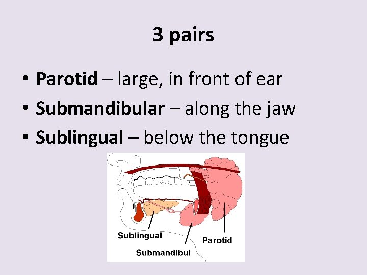 3 pairs • Parotid – large, in front of ear • Submandibular – along