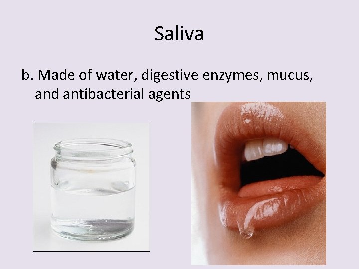 Saliva b. Made of water, digestive enzymes, mucus, and antibacterial agents 