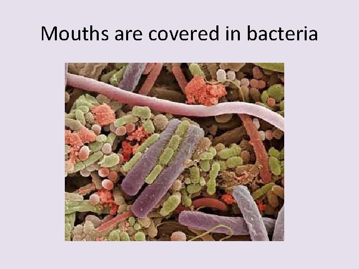 Mouths are covered in bacteria 