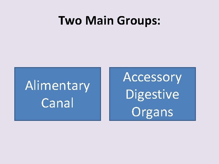 Two Main Groups: Alimentary Canal Accessory Digestive Organs 