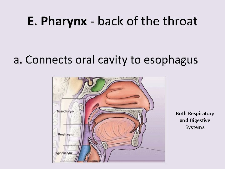 E. Pharynx - back of the throat a. Connects oral cavity to esophagus Both