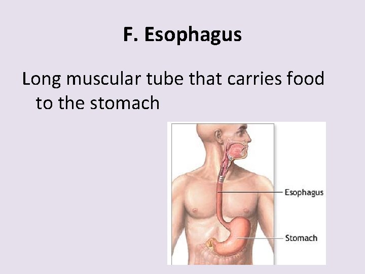 F. Esophagus Long muscular tube that carries food to the stomach 