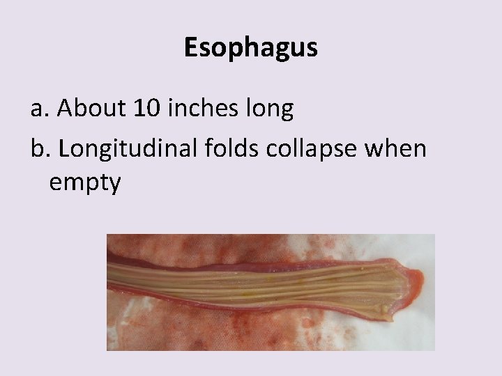 Esophagus a. About 10 inches long b. Longitudinal folds collapse when empty 