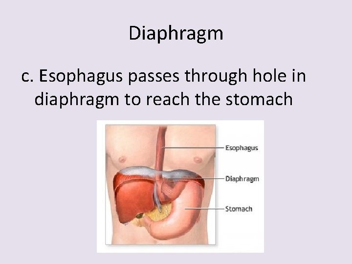 Diaphragm c. Esophagus passes through hole in diaphragm to reach the stomach 