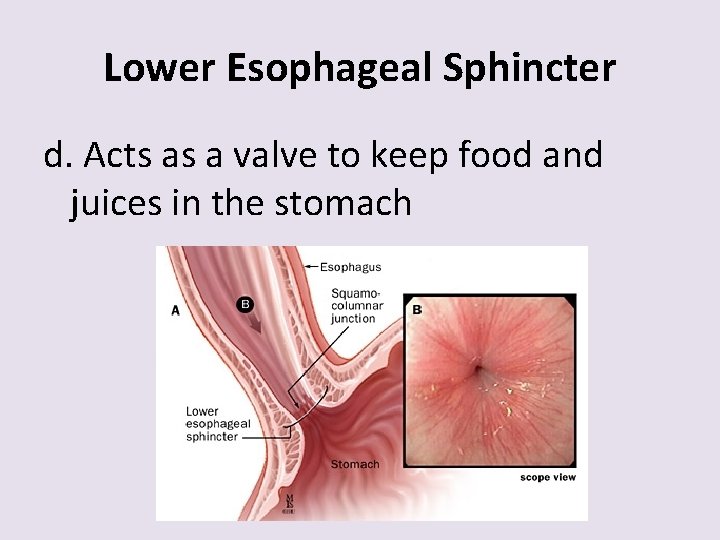 Lower Esophageal Sphincter d. Acts as a valve to keep food and juices in