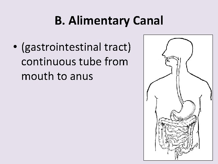 B. Alimentary Canal • (gastrointestinal tract) continuous tube from mouth to anus 