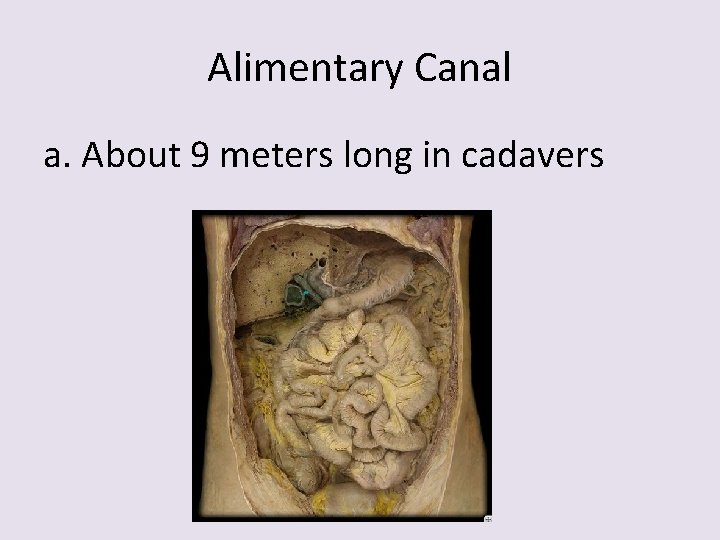 Alimentary Canal a. About 9 meters long in cadavers 